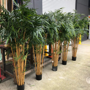Bamboo Trees - Prop For Hire