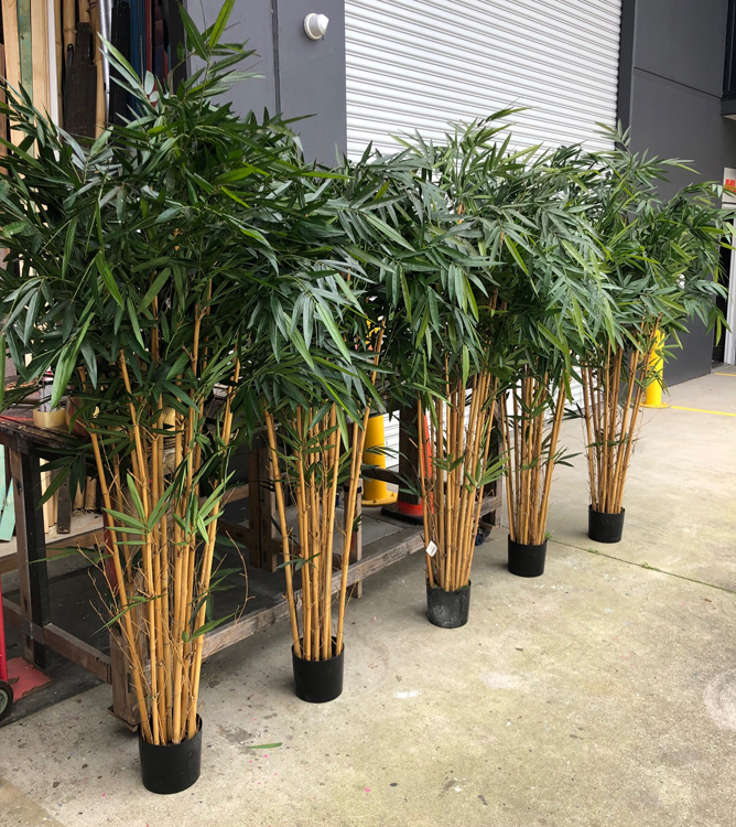 Bamboo Trees - Prop For Hire