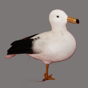 Seagull - Prop For Hire
